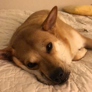 Meet your Posher, Cricket